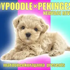 【 MIX・ペキプー 】超弩級の可愛らしさ！アプリコットカラーのオンリーわんこ！