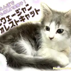 【 ノルウェージャンフォレストキャット 】優しくて美しい大型にゃんことは僕の事！