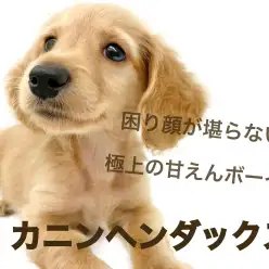 【 カニンヘンダックスフント 】困り顔がとっても愛らしい甘々ボーイ！
