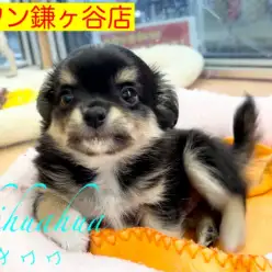 【 チワワ 】究極のベビーフェイス！チワワくんにオススメのトレーニングとは？