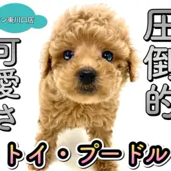 【 トイプードル 】小さめタイニー系プードル！ワンコ初心者やお子様向けの理由を解説！