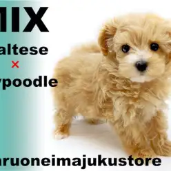 【 マルプー 】2頭身BODYの癒し系!初心者必見のスーパーハイブリッドMIX!