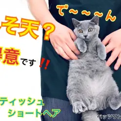 【 ブリティッシュショートヘア 】得意技はヘソ天！警戒心ゼロのマイペース猫