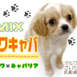 【 チワワ×キャバリア 】レアなハーフ犬！性格やお手入れ方法をご紹介！