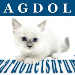 【 ラグドール 】パパはICCのグランドチャンピオン！ブルーポイントの貴公子！