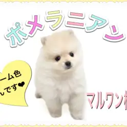 【 ポメラニアン 】初心者でも飼いやすい小型犬!クリーム色の男の子!