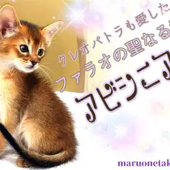 【 アビシニアン 】初めてでも飼いやすい！抜群の賢さと人懐っこさ！