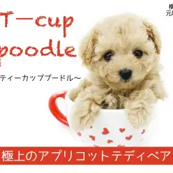 【 ティーカッププードル 】生後60日で415g！極上のアプリコットテディベア！
