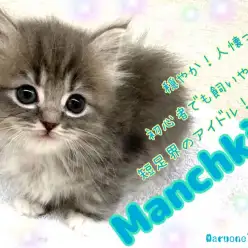 【 マンチカン 】初心者でも飼いやすい！永遠のベイビー感！短足界のアイドル降臨！