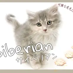 【 サイベリアン 】数少ないブルーパッチドタビー&ホワイトカラー!東川口店のアイドル