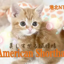 【 アメリカンショートヘア 】美しすぎる縞模様！ 順応性抜群レッドタビー女の子