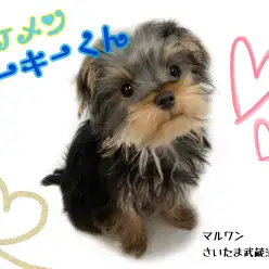 【 ヨークシャーテリア 】元気いっぱいな性格！お子様がいるご家庭にオススメです！