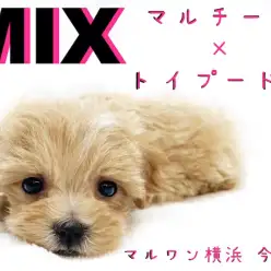 【 マルプー 】童顔・小さめ・ドワーフBODY！ぬいぐるみ級のおっとりガール！