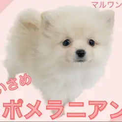 【 ポメラニアン 】可愛い小さめクリームポメ！子犬の簡単トレーニングも教えます！