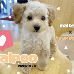 【 マルプー 】テディーベアカットが似合うあざといベビーフェイスの小さめガール!