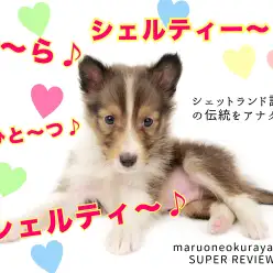 【 シェットランドシープドッグ 】アナタニモシェルティー・・・登場！！