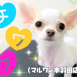 【 チワワ 】最強の甘えん坊!止まらない尻尾と幼いお顔に心奪われます!