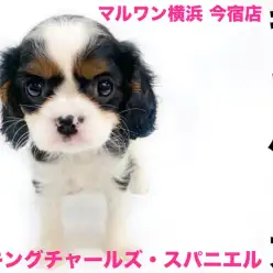 【 キャバリア 】初心者にオススメ！英国で最も愛されたトライカラーの癒し系わんこ！
