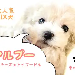 【 マルチーズ×プードル 】ハイブリットなMIX犬マルプー！良い所取りの人気犬種！！