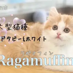 【 ラガマフィン 】超！穏やかな大型猫種！柔らかな触り心地のプレミアムキャット