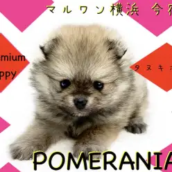 【 ポメラニアン 】極小家系の手乗りたぬき！成犬時予想2kg前後の小さめポメ！