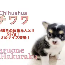 【 チワワ 】人気のドワーフ体型＆小さめサイズ！おすすめの生活スタイルもご紹介！