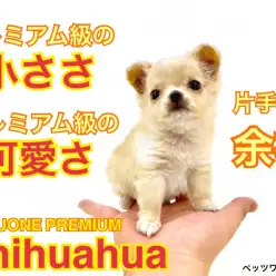 【 チワワ 】これぞプレミアム！ミニマムサイズ片手乗りチワワ