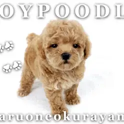 【 トイプードル 】マズル短め！バニラアプリコット女の子登場！