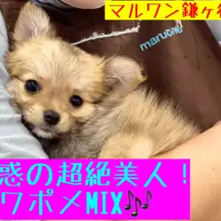 【 MIX 】チワワ×ポメラニアン！反則級の可愛さとトレーニングのコツを伝授！