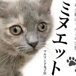 【 ミヌエット 】癒し系の短足にゃんこ、希少種の子猫ちゃんの実態はいかに？！