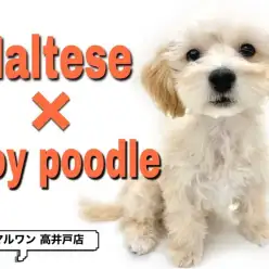 【 マルプー 】人気NO.1MIX！その理由とお手入れ方法もご紹介！！