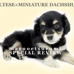 【 マルックス 】マルチーズとダックスの素晴らしきハイブリットベイビー登場！