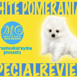 【 白ポメラニアン 】あなたの色に染まりたい！純白のゴマアザラシポメ！！