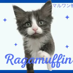 【 ラガマフィン 】お子さんとの相性抜群な性格！可愛い模様にも注目です！