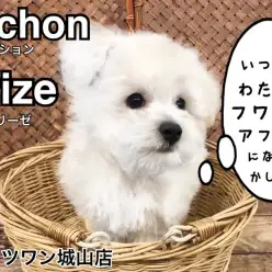 【 ビションフリーゼ 】将来はモコモコアフロカット？フランスの人気愛玩犬