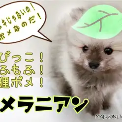 【 ポメラニアン 】まるで子狸！小さめオレンジセーブルカラー！可愛いポイント満載！