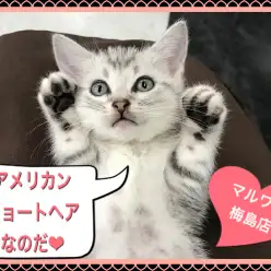 【 アメリカンショートヘア 】人馴れしているなら！シルバータビーのアメショー！