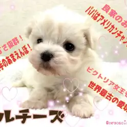 【 マルチーズ 】パパはアメリカンチャンピオン！小ぶりなサイズは飼いやすさ抜群！