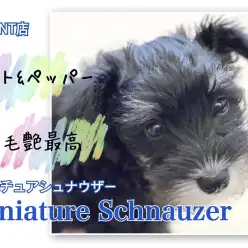【 ミニチュアシュナウザー 】毛艶最高!ソルト&ペッパーの女の子レビュー!