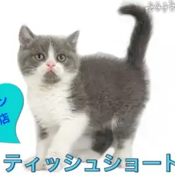 【 ブリティッシュショートヘア 】可愛すぎるお顔！ 初心者必見子猫の育て術！