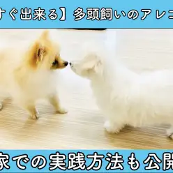 【 多頭飼い 】必見！複数のワンちゃんで生活をするコツとお家での実践方法公開！