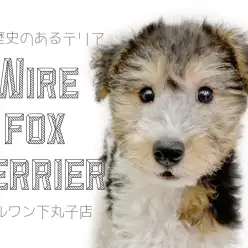 【 ワイヤーフォックステリア 】下丸子店初登場！気になるその性格やいかに。
