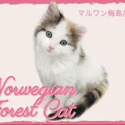【 ノルウェージャンフォレストキャット 】ピンク肉球！順応性抜群な三毛にゃんこ！