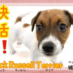 【 ジャックラッセルテリア 】元気で可愛いミラクルガール