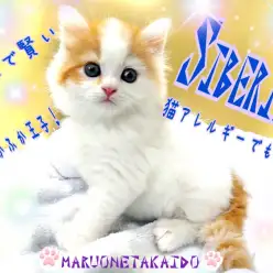 【 サイベリアン 】猫アレルギーでも安心!ロシア生まれの優雅で賢いもふもふ王子!
