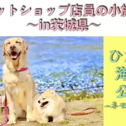 【 ペットショップ店員の小旅行 】おすすめWANスポットをご紹介!in茨城県