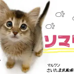 【 ソマリ 】可愛いすぎる見た目や性格!ソマリ好きの方必見!!