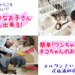 【 お役立て 】小さなお子さんでも出来る！簡単な子犬・子猫のお世話の仕方！！