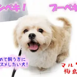 【 MIX・プードル×ペキニーズ 】トイレ完璧！オスワリ完璧！プーペキ！