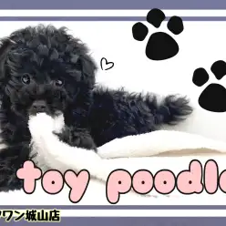【 トイプードル 】『目はどこ？』激カワまっ黒プードル